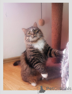 Фото №2 к объявлению №138735 о продаже  - купить в Беларуси частное объявление