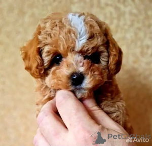 Фото №2 к объявлению №162528 о продаже мальтипу - купить в Великобритании заводчик