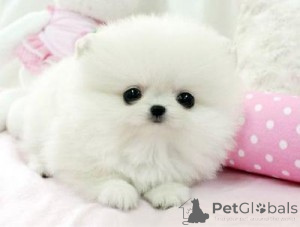 Фото №2 к объявлению №143476 о продаже бивер-йоркширского терьера, померанского шпица - купить в Канаде частное объявление