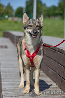 Фото №4. Продажа беспородную в Москве реке  - цена Бесплатно