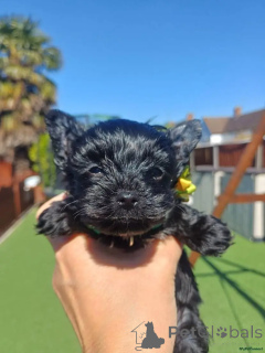 Фото №3. Suchen ein neues Zuhause? Seltene schwarze Yorkshire Terrier Welpen Kontaktieren.  Германия