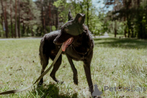 Фото №3. Прекрасная юная собака Наоми в дар.  Беларусь