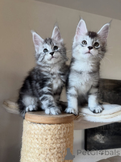 Фото №1. мейн-кун - купить в Берлине за договорная. Объявление №167321