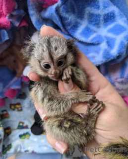 Фото №1.  - купить в В Дендомоне за договорная. Объявление №165463