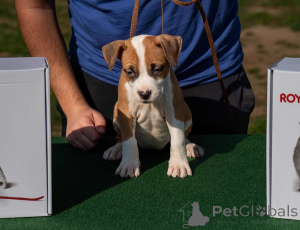 Фото №1. америк.стаффордширский терьер - купить в Обреновак за договорная. Объявление №156048