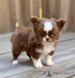 Фото №4. Продажа чихуахуа в Варшаве заводчик - цена договорная