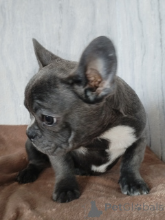 Фото №3. Французский бульдог.  Беларусь