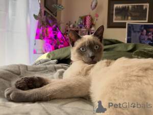 Фото №3. Грация, любопытство и сердце, полное любви, это Нала.. Франция