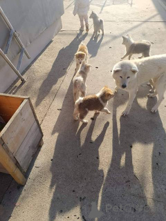 Фото №4. Продажа акита-ину в Ковачика  - цена договорная