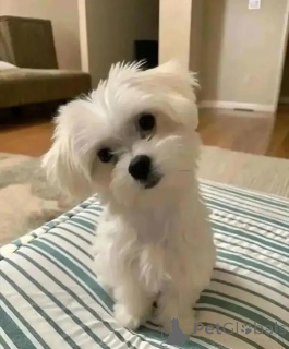 Фото №2 к объявлению №164994 о продаже мальтийскую болонку - купить в Финляндии частное объявление, заводчик