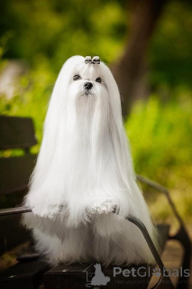 Фото №3. Мальтийские, отличные родословные.  Болгария