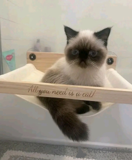 Фото №2 к объявлению №138105 о продаже гималайская кошка - купить в Германии заводчик