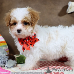 Фото №1. мальтипу - купить в Мюнхен-Флугхафен за 83490₽. Объявление №149578