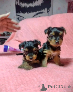 Фото №3. Teacup Yorkie Puppy для усыновления.  США