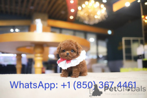 Фото №3. Дом декана Джанет Кей.  США