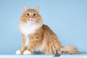 Фото №2 к объявлению №160878 о продаже  - купить в России из приюта