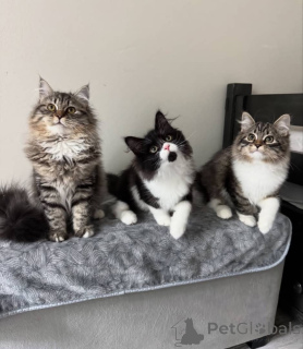 Фото №1. мейн-кун - купить в Таллине за договорная. Объявление №157505