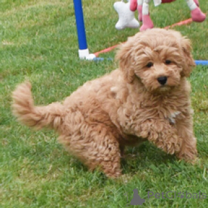 Фото №3. Laci Goldendoodle, девочка в возрасте 11 недель, готова отправиться домой.  Германия