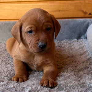 Фото №3. Лабрадор-ретривер Кобель, 7 недель. Готово к 9 февраля..  Великобритания