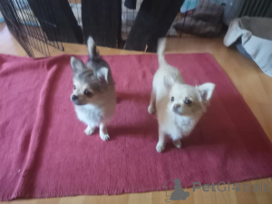 Фото №2 к объявлению №161296 о продаже чихуахуа - купить в Германии частное объявление, заводчик