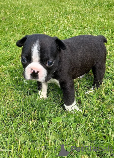 Фото №3. Adorable Boston Terrier Puppies for free adoption.  Германия