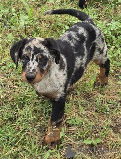 Фото №2 к объявлению №143487 о продаже босерона - купить в Франции заводчик