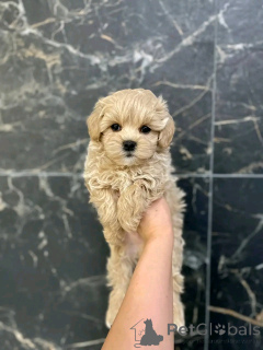 Фото №2 к объявлению №139079 о продаже мальтипу - купить в Германии частное объявление, заводчик