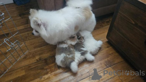 Фото №1. померанский шпиц - купить в Jelgava за договорная. Объявление №160007