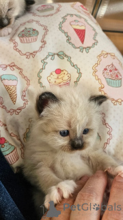 Фото №3. Заинтересованные котята рэгдолл мужского и женского пола.. Бельгия