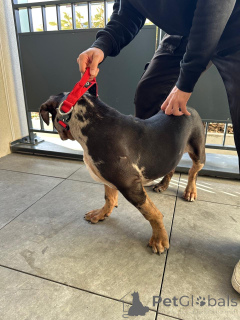 Фото №3. Американский щенок американский хулиган XL Trico Merle 5 месяцев.  Франция