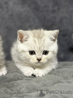 Фото №3. Продам шотландского котенка. Беларусь