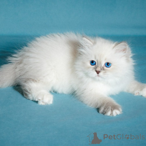 Фото №3. Сибирские котята. Бельгия