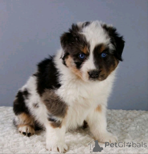 Фото №2 к объявлению №161352 о продаже австралийскую овчарку - купить в Австрии частное объявление