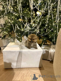 Фото №2 к объявлению №160554 о продаже померанского шпица - купить в Испании заводчик