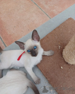 Фото №3. Чистокровные сиамские кошки умные и ласковые спутники. Германия