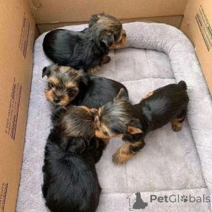 Фото №4. Продажа пуделя (королевского), пуделя (той) в Columbus заводчик - цена 24641₽