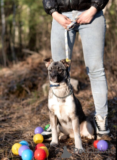 Фото №2 к объявлению №138985 о продаже беспородную - купить в России 