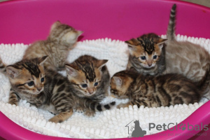Фото №3. Продаются здоровые бенгальские котята.. Германия