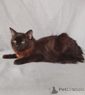 Фото №2 к объявлению №164495 о продаже  - купить в России частное объявление