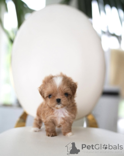 Фото №2 к объявлению №157376 о продаже пуделя (той) - купить в Германии из приюта, заводчик