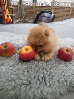 Фото №2 к объявлению №167609 о продаже померанского шпица - купить в Швейцарии 