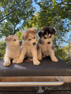 Фото №1. англ. стафф.терьер - купить в Амстердам за договорная. Объявление №71414
