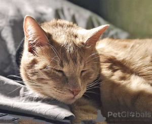 Фото №3. Рыженькое солнышко Санчо, молодой котик ищет дом. Россия