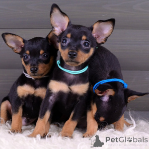 Фото №2 к объявлению №154708 о продаже пражского крысарика - купить в Германии частное объявление