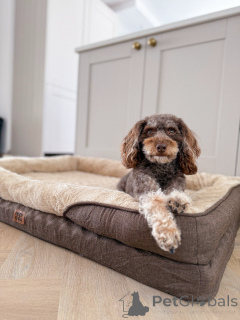 Фото №1. лабрадудль - купить в Ларосетт за 53921₽. Объявление №156414