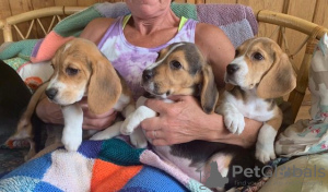 Дополнительные фото: Healthy Beagle puppies for free adoption