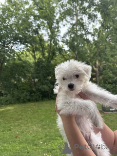 Фото №2 к объявлению №149845 о продаже мальтипу - купить в Германии частное объявление, заводчик