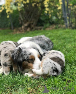 Фото №3. Продаются игривые щенки..  Чехия