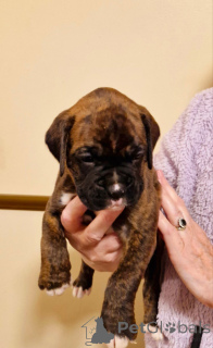 Фото №4. Продажа беспородную в Франкфурт-на-Майне  - цена 27645₽