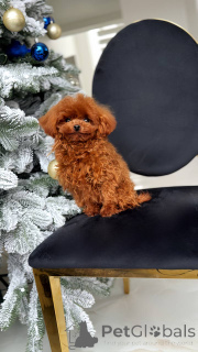 Фото №2 к объявлению №164616 о продаже пуделя (той) - купить в Бельгии заводчик